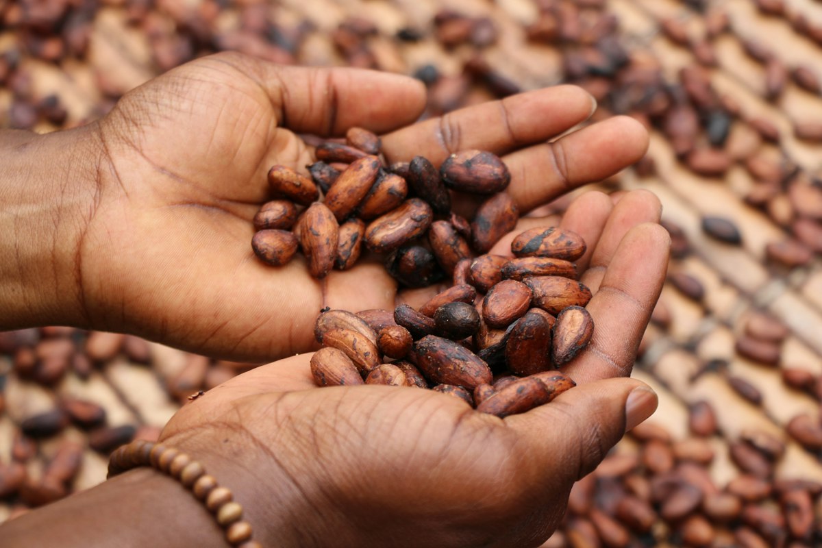 Cacao du Cameroun