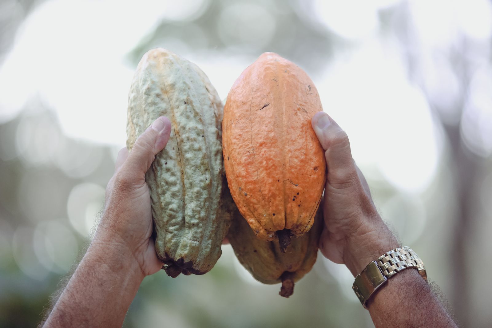 Échange de gousses de cacao entre producteur et acheteur