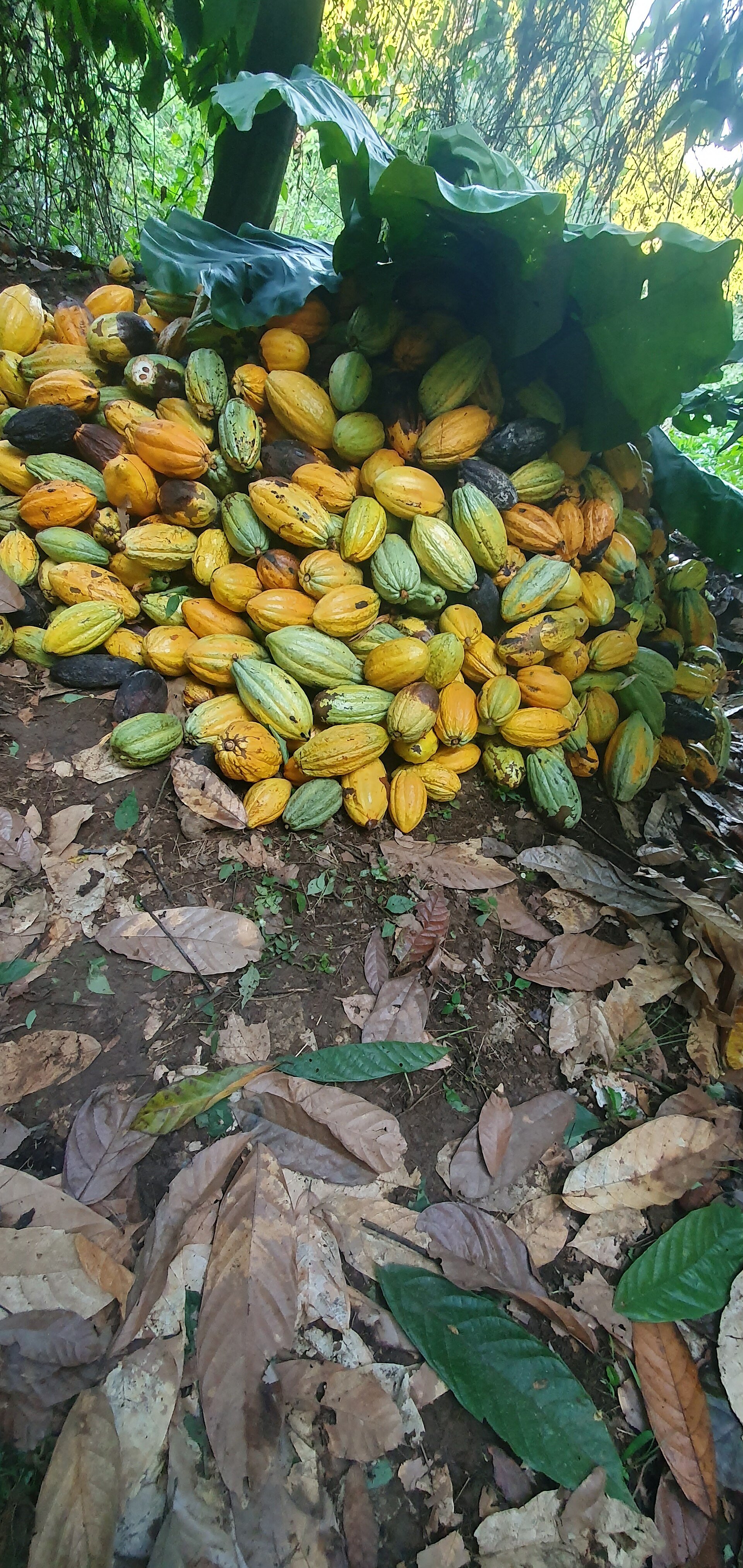 Cacao Côte d'Ivoire