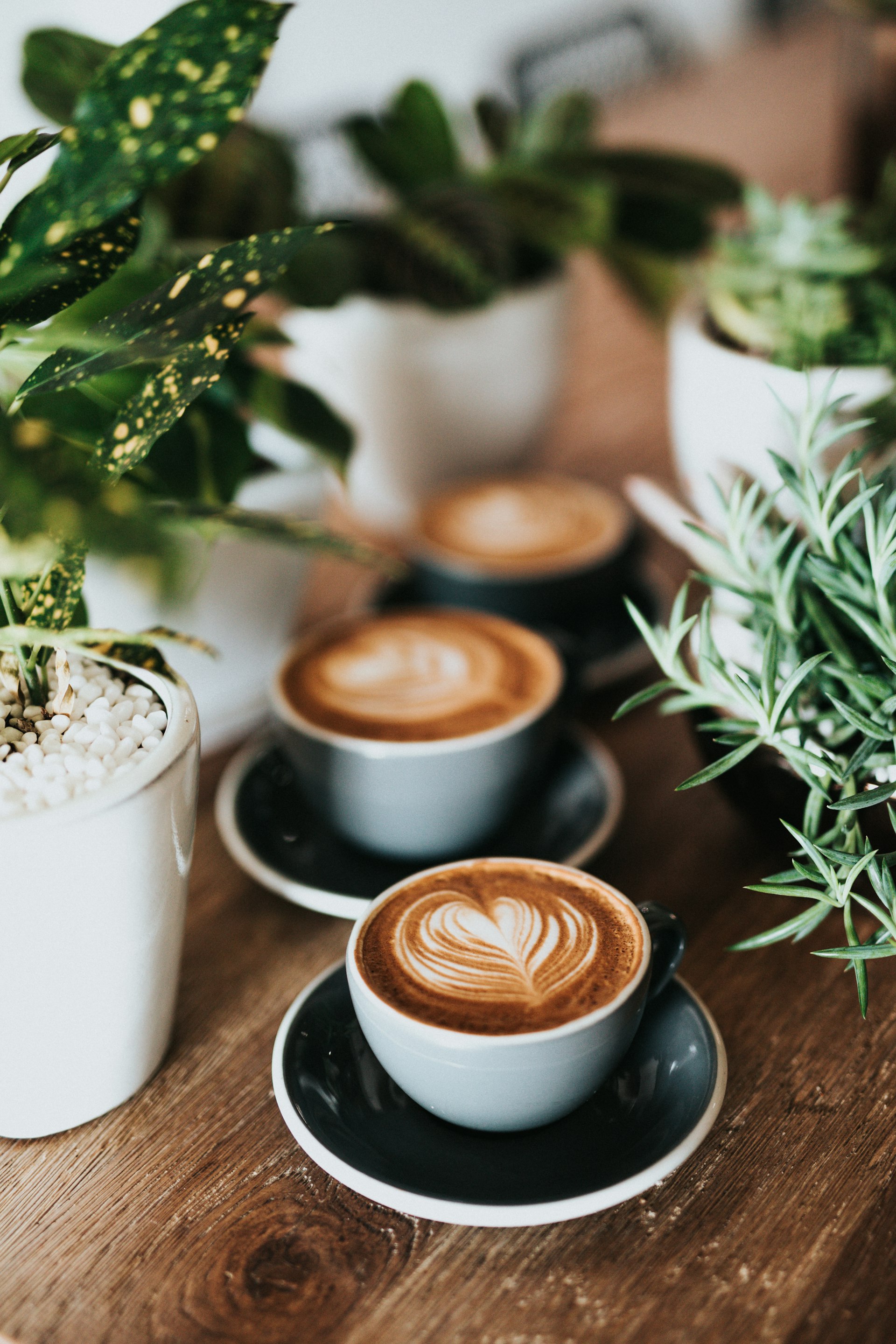 Grains de café sélectionnés pour l'export